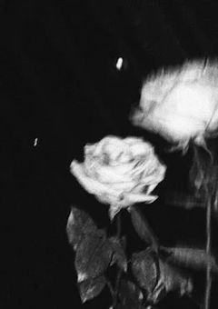  硝 子の 鳥 籠 ,