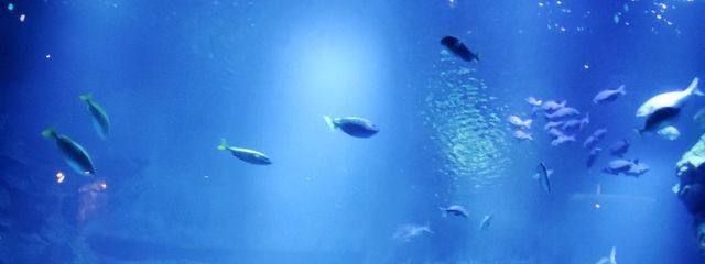 ねぎとろ。（元あむね）さんの壁紙画像
