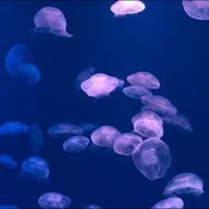 くろさんのアイコン画像