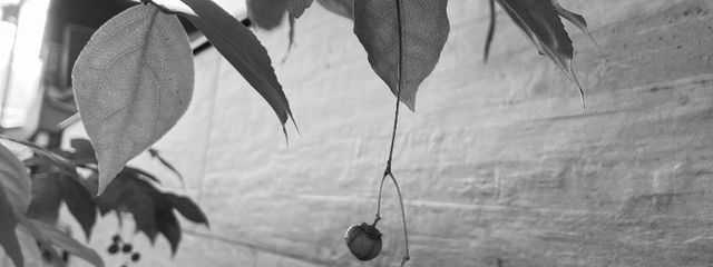 🍻Fralさんの壁紙画像