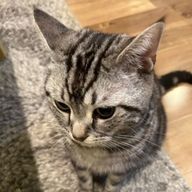 ねこのりばすさんのアイコン画像
