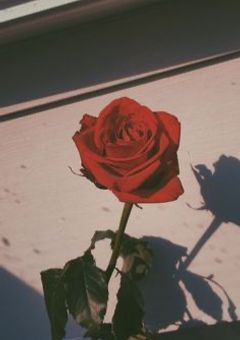 “   N o   ”    を　“    Y e s   ”   に