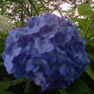 AJISAIさんのアイコン画像