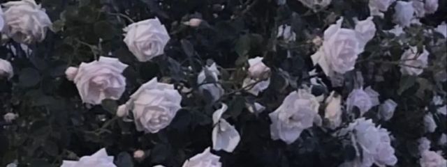 ふりあさんさんの壁紙画像