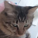 こいトンカツは、