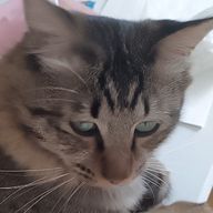 こいトンカツさんのアイコン画像