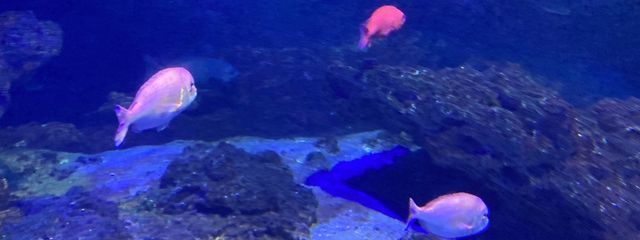 氷薔薇　死翹　❄️🥀🃏さんの壁紙画像