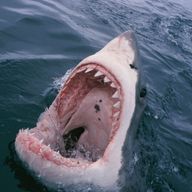 さめ🦈さんのアイコン画像