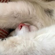 幽霧さんのアイコン画像