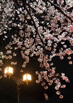 桜の下で魔法にかけられて
