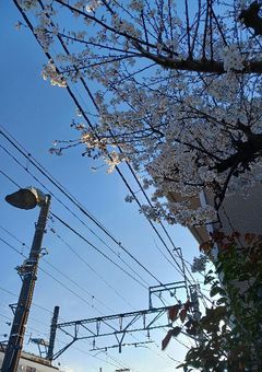 きょうのさかうえさんだよ