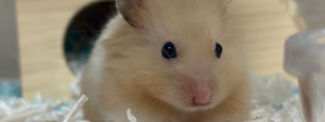 日常日記さんの壁紙画像