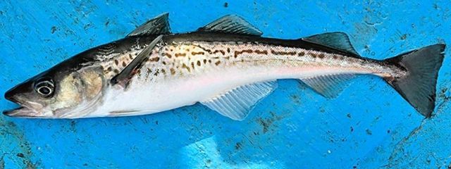 スケトウダラさんの壁紙画像