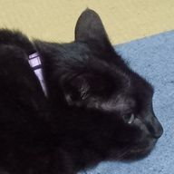 人形の人間もどき（海） @推しが増えすぎて困ってるさんのアイコン画像