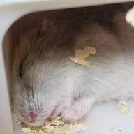 まいくさんさんのアイコン画像