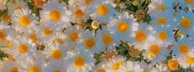 星露龍海＃向日葵へと向かう頃~🌻🌈⚜️さんの壁紙画像