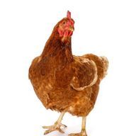 鶏さんのアイコン画像