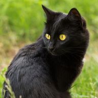 殿厨💜‪🔪✝さんのアイコン画像