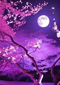 夜桜家の末っ子、皮下さんに恋しちゃった件について(((