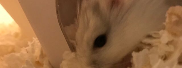 ペー子🐹　/フォロバ絶対するよー！！さんの壁紙画像