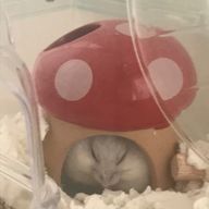 ペー子🐹　/フォロバ絶対するよー！！さんのアイコン画像