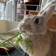 福うさぎさんのアイコン画像