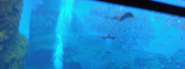 じゃがさんの壁紙画像