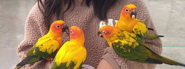 櫻季 薙譜(さくらき なふ)さんの壁紙画像