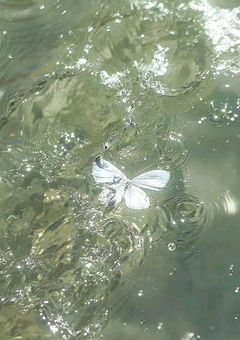 　‪‪❤︎‬ "　身分を超えて　" ꒷꒦　