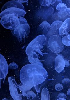 　囚われのお姫様。