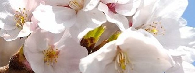 くろさんの壁紙画像