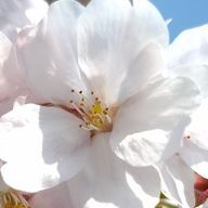 くろさんのアイコン画像