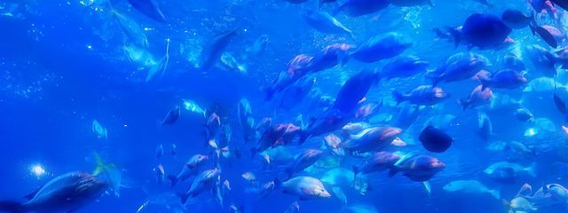 聖珠 和音 ─ｾｲｽﾞｶｽﾞﾈ─さんの壁紙画像