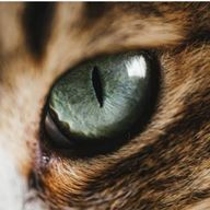 ネコカワイスギさんのアイコン画像