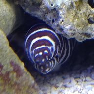 penguin⭐︎さんのアイコン画像