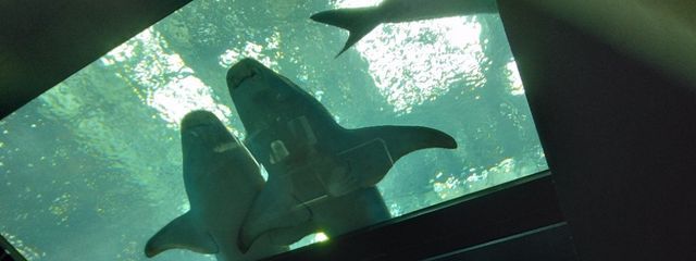 ことねさんの壁紙画像