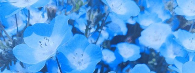 Misoraさんの壁紙画像