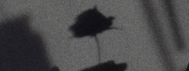 るのあ / runoa. 　プリ小説辞めた!!さんの壁紙画像