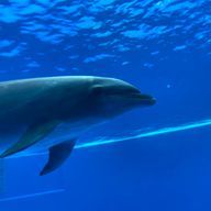 てんすい🐬さんのアイコン画像