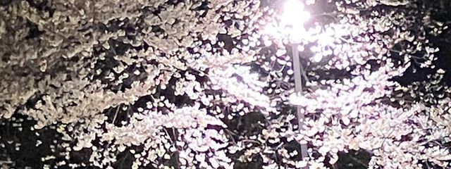 ふリンゴ🍎活動停止中さんの壁紙画像