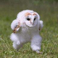 てんぷらさんのアイコン画像