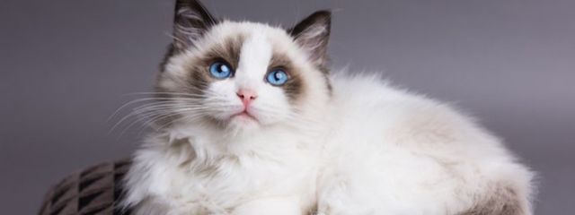 脹相さんの壁紙画像