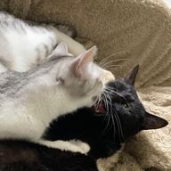 華奈さんのアイコン画像