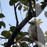 背番号ヨンジューキューさんのアイコン画像