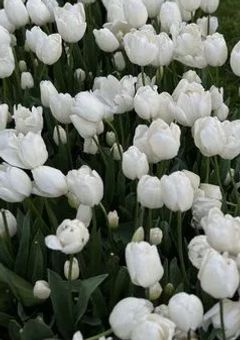 White Tulips ．