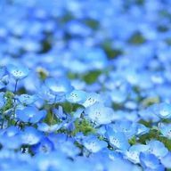 藍島劣等生さんのアイコン画像