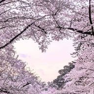桜さんのアイコン画像