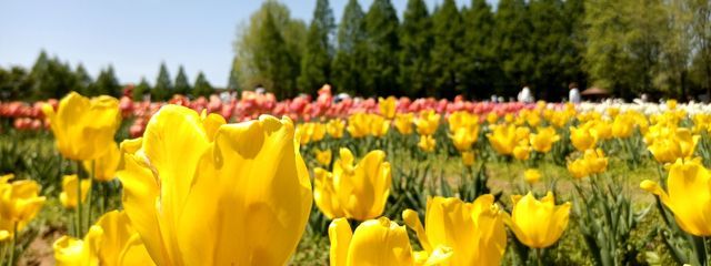 はまぐりさんの壁紙画像