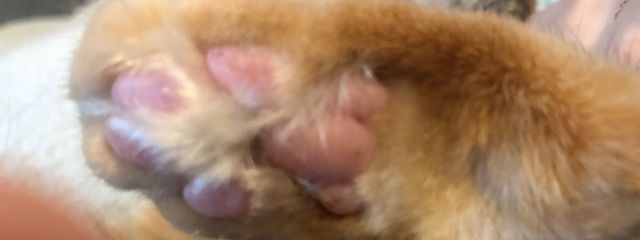 肉球好き@今までごめんね！！さんの壁紙画像