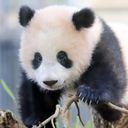 中国🇨🇳@熊猫可愛いある〜